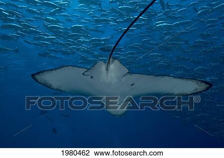 Micronesia, Palau, Spotted Eagle Ray (Aetobatus Narinari), Swims Past A School Of Jacks (Cheilinus Undulatus). View Large Photo Image Stock Image - Micronesia, Palau, Spotted Eagle Ray (Aetobatus Narinari), Swims Past A School Of Jacks (Cheilinus Undulatus).. Fotosearch