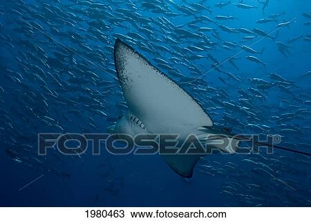 Stock Image - Micronesia, Palau, Spotted Eagle Ray (Aetobatus Narinari), Swims Past A School Of Jacks (Cheilinus Undulatus).. Fotosearch