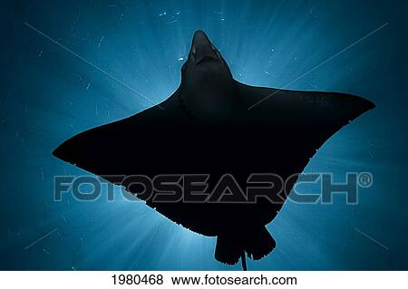 Stock Photo - Micronesia, Palau, Spotted Eagle Ray (Aetobatus Narinari), Silhouette From Below.. Fotosearch
