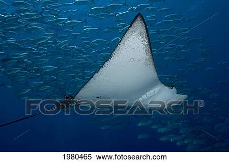 Stock Photography - Micronesia, Palau, Spotted Eagle Ray (Aetobatus Narinari), Swims Past A School Of Jacks (Cheilinus Undulatus).. Fotosearch