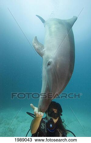Stock Image - Micronesia, Palau, Woman Diver With A Bottlenose Dolphin (Tursiops Truncatus)Nuzzling Her Hand. Fotosearch