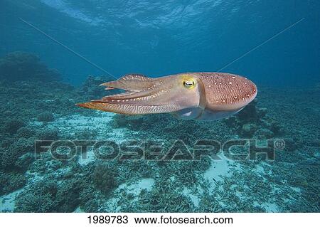 Stock Image - Micronesia, Palua, Common Cuttlefish, (Sepia Officinalis) Near The Ocean Floor.. Fotosearch