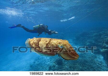 Micronesia, Palua, Diver On Underwater Scooter And A Common Cuttlefish, (Sepia Officinalis) Near The Ocean Floor. View Large Photo Image Stock Image - Micronesia, Palua, Diver On Underwater Scooter And A Common Cuttlefish, (Sepia Officinalis) Near The Ocean Floor.. Fotosearch
