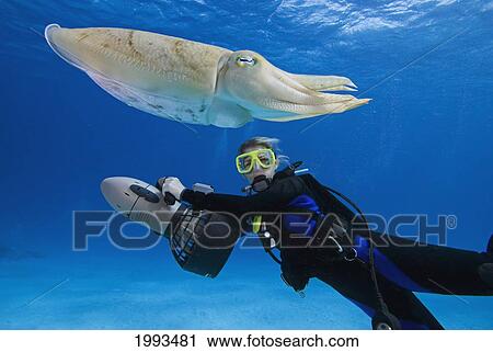 Micronesia, Palua, Diver On Underwater Scooter And A Common Cuttlefish, (Sepia Officinalis) Near The Ocean Floor. View Large Photo Image Stock Image - Micronesia, Palua, Diver On Underwater Scooter And A Common Cuttlefish, (Sepia Officinalis) Near The Ocean Floor.. Fotosearch