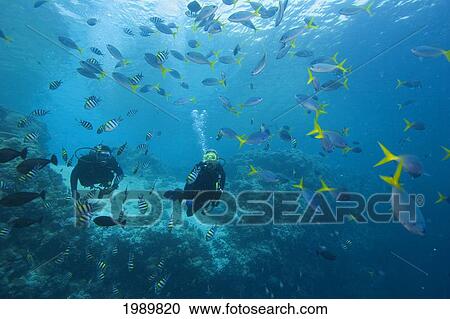 Micronesia, Palua, Divers And Reef Fish. View Large Photo Image Stock Image - Micronesia, Palua, Divers And Reef Fish.. Fotosearch
