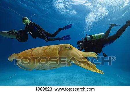 Stock Image - Micronesia, Palua, Divers On Underwater Scooters And A Common Cuttlefish, (Sepia Officinalis) Near The Ocean Floor.. Fotosearch