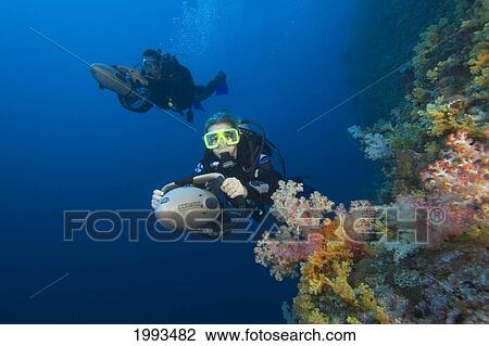 Stock Image - Micronesia, Palua, Divers On Underwater Scooters Pass Colorful Soft Coral. Fotosearch
