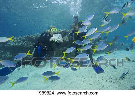 Micronesia, Palua, Divers With Fish Identification Card And Book Surrounded By Reef Fish. View Large Photo Image Picture - Micronesia, Palua, Divers With Fish Identification Card And Book Surrounded By Reef Fish.. Fotosearch