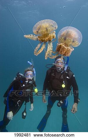 Stock Image - Micronesia, Palua, Divers With Two Stinging Jellyfish (Mastiguas Papua).. Fotosearch