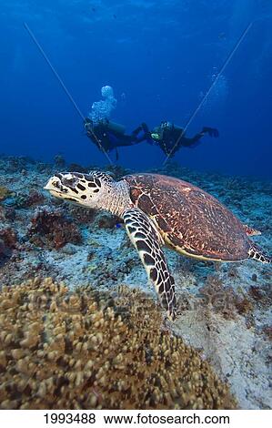 Micronesia, Palua, Hawksbill Turtle (Eretmochelys Imbricata) And Divers View Large Photo Image Stock Photo - Micronesia, Palua, Hawksbill Turtle (Eretmochelys Imbricata) And Divers. Fotosearch
