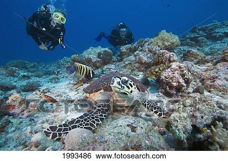 Stock Photograph - Micronesia, Palua, Hawksbill Turtle (Eretmochelys Imbricata) And Divers. Fotosearch