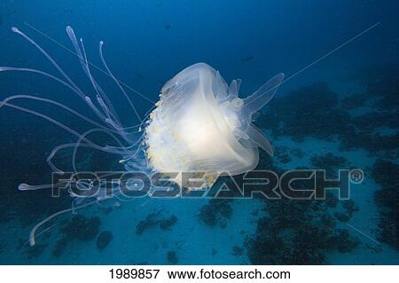 Stock Photo - Micronesia, Palua, Jellyfish (Cephea Cephea) Near The Ocean Floor.. Fotosearch