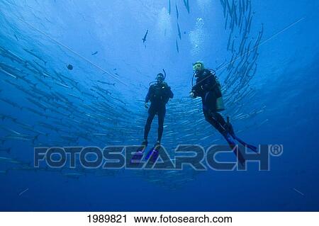Stock Image - Micronesia, Palua, Schooling Blackfin Barracuda (Sphyraena Genie) And Divers. Fotosearch