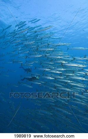 Stock Photo - Micronesia, Palua, Schooling Blackfin Barracuda (Sphyraena Genie) And Divers. Fotosearch