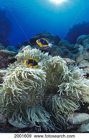 Stock Photo - Micronesia, Pink Anemonefish (Amphiprion Perideraion) In Anemone (Heteractis Magnifica). Fotosearch