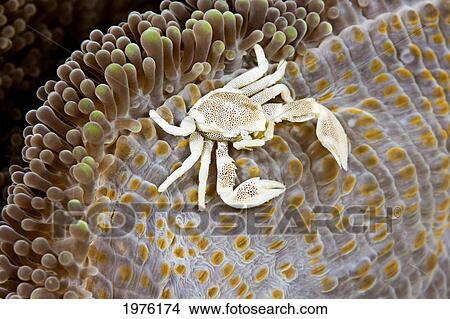 Micronesia, Porcelain Crab (Neopetrolisthes Maculata) On Anemone; Yap View Large Photo Image Picture - Micronesia, Porcelain Crab (Neopetrolisthes Maculata) On Anemone; Yap. Fotosearch