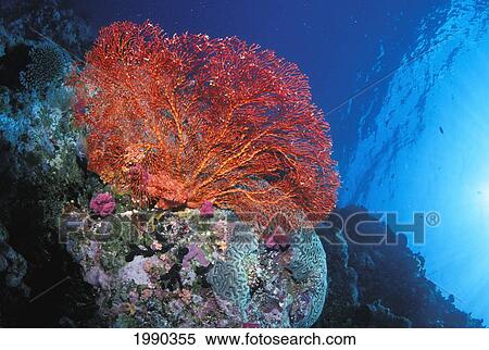 Micronesia, Red Sea Fan View Large Photo Image Stock Photography - Micronesia, Red Sea Fan. Fotosearch