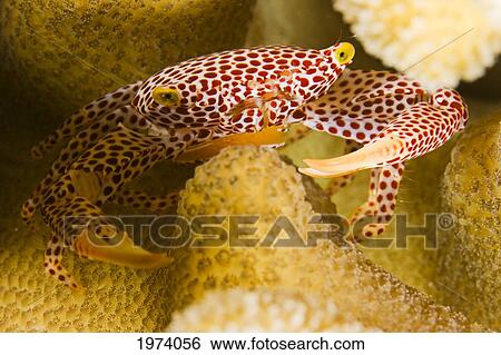 Stock Photograph - Micronesia, Red Spotted Guard Crab (Trapezia Tigrina); Yap. Fotosearch