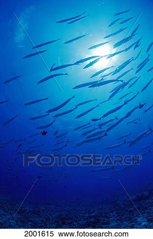 Stock Photography - Micronesia, School Blackfin Barracuda, Silhouetted By Sunburst (Sphyraena Genie). Fotosearch