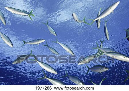 Stock Photograph - Micronesia, School of Rainbow Runner; Yap. Fotosearch