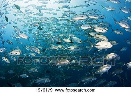 Stock Photo - Micronesia, Schooling Bigeye Jack Fish (Caranx Sexfasciatus); Yap. Fotosearch