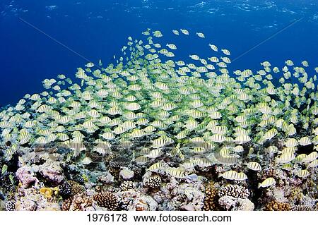 Micronesia, Schooling Convict Surgeonfish (Acanthurus Triostegus) Above Reef; Yap View Large Photo Image Stock Photo - Micronesia, Schooling Convict Surgeonfish (Acanthurus Triostegus) Above Reef; Yap. Fotosearch