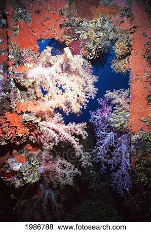 Stock Photo - Micronesia, Soft coral growing in ship doorway; Truk Lagoon, World War II shipwreck Shinkoku Maru. Fotosearch