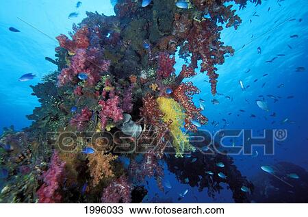 Stock Image - Micronesia, Soft Coral Reef Scene On The Lifeboat Davits Of Fujikawa Maru.. Fotosearch