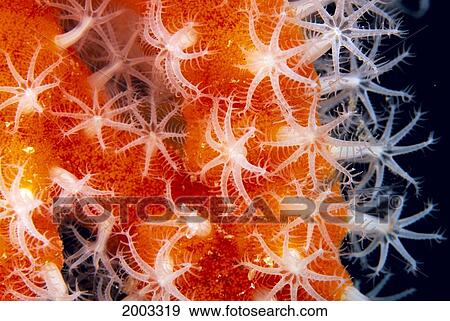 Micronesia, Sponge Covered Gorgonian Coral Showing Polyp Detail, Orange And White View Large Photo Image Stock Photo - Micronesia, Sponge Covered Gorgonian Coral Showing Polyp Detail, Orange And White. Fotosearch