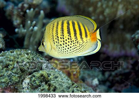 Micronesia, Spot-Banded Butterflyfish (Chaetodon Punctatofasciatus) B1968 View Large Photo Image Stock Image - Micronesia, Spot-Banded Butterflyfish (Chaetodon Punctatofasciatus) B1968. Fotosearch