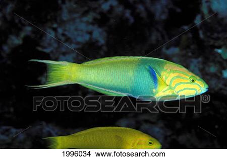 Micronesia, Sunset Wrasse (Thalassoma Lutescens) Bright Against Dark Background. View Large Photo Image Picture - Micronesia, Sunset Wrasse (Thalassoma Lutescens) Bright Against Dark Background.. Fotosearch