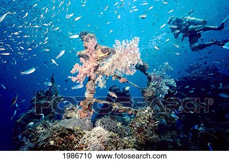 Stock Image - Micronesia, Truk Lagoon, Shinkoku Maru, Diver Swims Over Shipwreck Bow Railing Covered In Colorful Coral, Surrounded By Tropical Fish.. Fotosearch