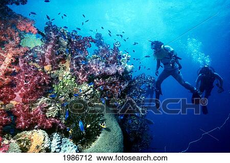 Stock Image - Micronesia, Truk Lagoon, Shinkoku Maru, Divers Swim Over Shipwreck Deck Railing Covered In Colorful Coral, Surrounded By Tropical Fish.. Fotosearch
