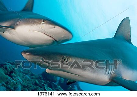 Micronesia, Two Gray Reef Sharks (Carcharhinus Amblyrhynchos) In Turquoise Ocean Water; Yap View Large Photo Image Stock Image - Micronesia, Two Gray Reef Sharks (Carcharhinus Amblyrhynchos) In Turquoise Ocean Water; Yap. Fotosearch