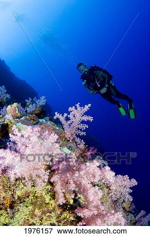Stock Photo - Micronesia, Yap, Acyonarian Coral Illuminated With Diver Above.. Fotosearch