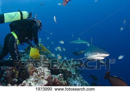 Micronesia, Yap, Gray Reef Shark (Carcharhinus Amblyrhynchos) Eating Bait. View Large Photo Image Stock Image - Micronesia, Yap, Gray Reef Shark (Carcharhinus Amblyrhynchos) Eating Bait.. Fotosearch