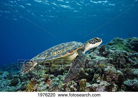 Micronesia, Yap, Green Sea Turtle (Chelonia Mydas) Over Coral Reef. View Large Photo Image Stock Image - Micronesia, Yap, Green Sea Turtle (Chelonia Mydas) Over Coral Reef.. Fotosearch