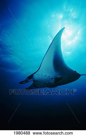 Micronesia, Yap, Manta Ray Gliding Through Clear Ocean Water Near Surface, View From Below. View Large Photo Image Stock Photo - Micronesia, Yap, Manta Ray Gliding Through Clear Ocean Water Near Surface, View From Below.. Fotosearch