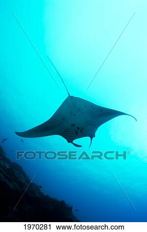 Stock Image - Micronesia, Yap, Manta Ray (Manta Birostris) View From Below. Fotosearch