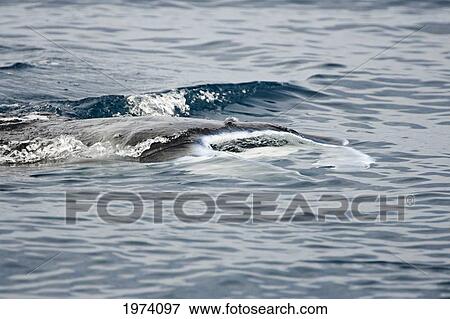 Micronesia, Yap, Manta Ray (Manta Birostris) On Ocean Surface. View Large Photo Image Stock Photo - Micronesia, Yap, Manta Ray (Manta Birostris) On Ocean Surface.. Fotosearch