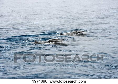 Stock Photograph - Micronesia, Yap, Manta Ray (Manta Birostris) On Ocean Surface.. Fotosearch