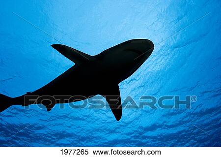 Micronesia, Yap, Silhouette Of A Grey Reef Shark (Carcharhinus Amblyrhynchos). View Large Photo Image Stock Photography - Micronesia, Yap, Silhouette Of A Grey Reef Shark (Carcharhinus Amblyrhynchos).. Fotosearch