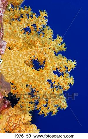 Micronesia, Yap, Soft Alcyonarian Coral (Dendronephthya Sp) Illuminated In Ocean. View Large Photo Image Stock Photo - Micronesia, Yap, Soft Alcyonarian Coral (Dendronephthya Sp) Illuminated In Ocean.. Fotosearch