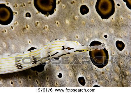 Stock Photograph - Micronesia, Yellow Scribbled Pipefish (Corythoichthys Sp); Yap. Fotosearch
