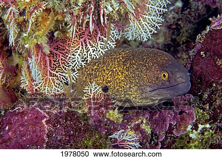 Stock Image - Micronesia, Yellowmargin Moray Eel (Gymnothorax Flavimarginatus) peering out of Lace Coral (Stylaster Sp); Saipan. Fotosearch