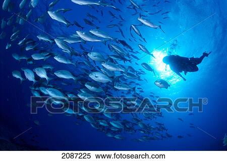 Stock Photography - Midway Atoll, brown chub school (Kyphosus bigibbus) and diver silhouette, sunburst. Fotosearch