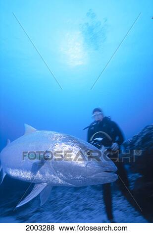 Stock Photo - Midway Atoll, Close-Up Of An Amberjack With Diver (Seriola Dumerili) In Background, Sunburst. Fotosearch