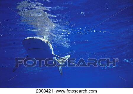 Midway Atoll, Galapagos Shark (Carcharhynchus Galapagoensis) Near Surface With Reflections View Large Photo Image Stock Image - Midway Atoll, Galapagos Shark (Carcharhynchus Galapagoensis) Near Surface With Reflections. Fotosearch