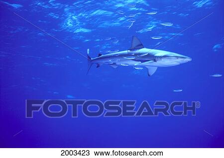 Midway Atoll, Galapagos Shark (Carcharhynchus Galapagoensis) Cleaner Fish View Large Photo Image Stock Image - Midway Atoll, Galapagos Shark (Carcharhynchus Galapagoensis) Cleaner Fish. Fotosearch