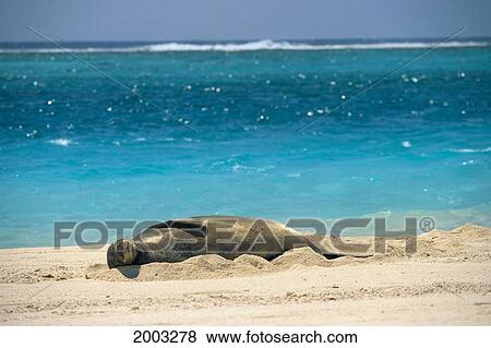Stock Photo - Midway Atoll, Hawaiian Monk Seal Laying In Sand With Eyes Closed, Turquoise Ocean Background. Fotosearch